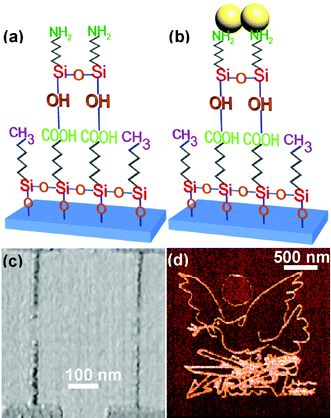 Template-guided self-assembly of gold nanoparticles on a organosilane bilayer template fabricated according to the scheme of Fig. 8. (a) Template bilayer. (b) Deposition of water-soluble (Au-citrate) colloidal particles on amino-terminated template patterns. (c) Fabrication of gold electrodes and wires. (d) Patterning of a Picasso drawing. The patterning was carried out with a 800 × 800 raster-scanned points at 3.3 ms per point and by applying a tip-surface voltage of 8.5 V (from refs. 35 and 36).