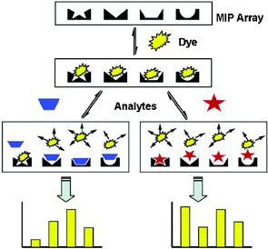 General scheme for a MIP sensor array using a colorimetric IDA. A unique colorimetric response from each sensor in the array results in diagnostic patterns for each of the analytes tested. Reprinted with permission from Shimizu et al.,24J. Am. Chem. Soc. 2005, 127, 5695. © 2005 American Chemical Society.