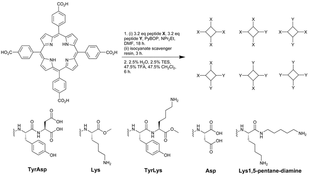 A mixed condensation synthesis resulted in 13 comprised of TPP derivatives with various peptidic components in the X and Y positions. Reprinted with permission from Hamilton et al.,19J. Am. Chem. Soc. 2004, 126, 5656. © 2004 American Chemical Society.