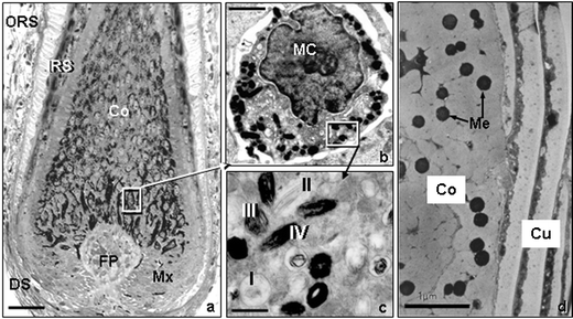a) High-resolution light microscopy view of the lower part of a growing scalp hair follicle. Note the location of the melanin in cells located around the follicular dermal papilla (FP) and its subsequent transfer to the cortical (Co) cells above, which produces the hair shaft. b) Transmission electron microscopy view of a single hair bulb melanocyte (MC). c) Transmission electron microscopy view of the melanin-producing granules called melanosomes. Note the four stages of maturation of these granules. d) Transmission electron microscopy view of a transversly-cut hair shaft showing melanin granules (Mg) located between keratin macrofibrils in the hair cortex (Co), but none are found in the hair cuticle (Cu). Scale bar a; 28 µM b; 3.2 µM c; 1 µM d; 1 µM.