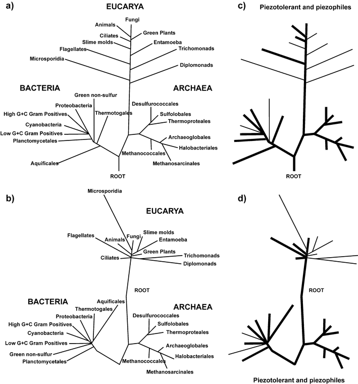 Piezophily in the tree of life. (a) The classical view of the tree of life. The topology of the tree is mainly based on rDNA comparison. (b) A revised topology of the universal tree of life, after correction of phylogenetic pitfalls, such as long branch attraction or the removal of uninformative site from the analysis. (c) and (d) Distribution of piezophilic and piezotolerant organisms in the two trees of life. Thick blacks lines highlight bacterial groups in which piezotolerant and piezophile organisms have been characterized. Thin black lines highlight groups for which only piezotolerant species are known.