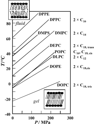 
              T,P-phase diagram for the main (chain-melting) transition of different phospholipid bilayer systems. The fluid (liquid-crystalline) Lα-phase is observed in the low-pressure, high-temperature region of the phase diagram; the gel phase regions appear at low temperatures and high pressures, respectively. The acyl chains of the various phospholipids are denoted on the right hand side of the figure.