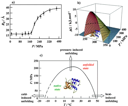 (a) Radius of gyration Rg of SNase as a function of pressure at T = 25 °C. (b) Calculation of the three-dimensional free energy landscape of SNase (pH 5.5) using experimentally determined thermodynamic parameters. The Gibbs free energy of unfolding, ΔG, is plotted as a function of temperature and pressure. The slice of the three-dimensional free energy landscape for ΔG = 0 (dashed line) yields the P,T stability diagram of the protein. (c) P,T-stability diagram of SNase at pH 5.5 as obtained by SAXS, FT-IR spectroscopic and DSC measurements.