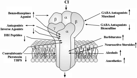 A general structural model for the GABAA receptor redrawn from Cooper et al.29 The GABAA complex is a pentamer of two α, two β and one γ subunits, formed by α-helical portions of a single transmembrane protein that loops back and forth throughout the cell membrane. It is a ligand-gated Cl− channel that has an inhibitory action on neurotransmission. The receptor binds the agonist GABA and neuroactive species such as muscimol, and also the antagonist bicuculline on the α and β subunits. Also there are binding sites on the receptor for barbiturates, ethanol, and on the α subunit for the benzodiazepine family of narcotics. The primary binding site for alcohols including ethanol is thought to occur deep within the GABAA receptor.29,30 All these substances potentiate the channel-opening action of GABA on the GABAA receptor.