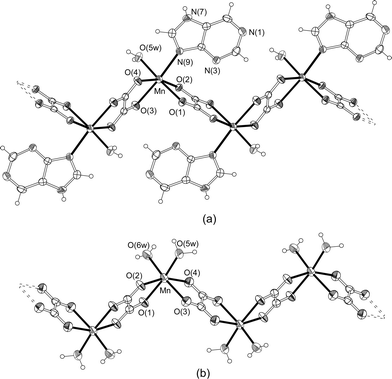 Perspective drawings of the polymeric chains of 1 (a) and 2 (b). Thermal ellipsoids are drawn at the 50% probability level.