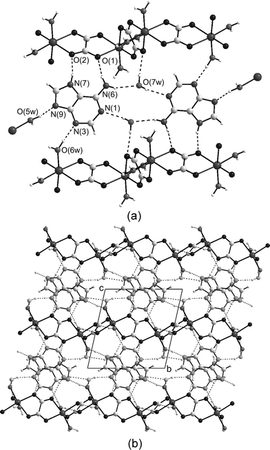 (a) View illustrating the hydrogen-bonded network (dashed lines) around the 7H-adenine tautomer. Out-of-plane O5w–H⋯O7w interactions have been omitted for the sake of the clarity. (b) Packing of the layers in the crystal building of compound 2 viewed along the crystallographic a-axis.
