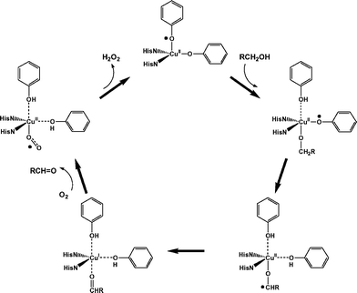 Consensus mechanism for alcohol oxidation by galactose oxidase.