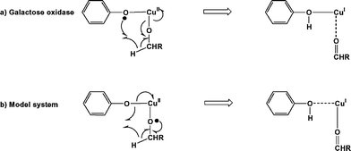 Hydrogen-atom abstraction and electron-transfer pathways in (a) galactose oxidase and (b) 32.