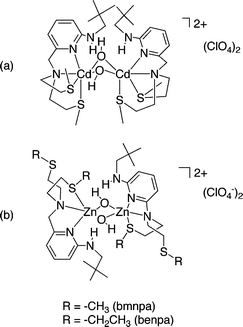 Structural drawings of (a) [(bmnpaCd)2(µ-OH)2](ClO4)2 and (b) [(bmnpa/benpaZn)2(µ-OH)2](ClO4)2.22,25,26