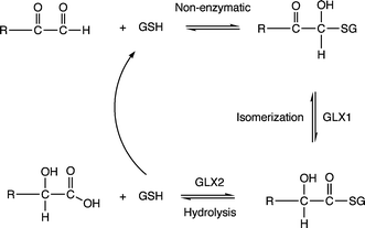 Reactions catalyzed by GLX1 and GLX2. GSH is reduced glutathione.