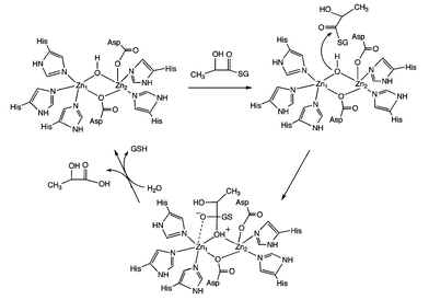 Proposed mechanism for zinc-containing human GLX2.6