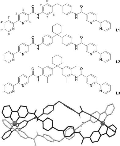 Structure of the ligands L1–L3 from the current study with the labelling scheme used for 1H NMR spectroscopy shown on L1 (top), and a molecular model of a prospective [Fe2(L1)3]4+ complex showing the six amide hydrogen atoms lining the intrahelical cavity (bottom).