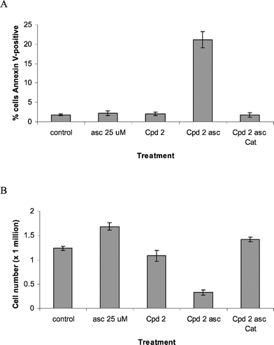 Effect of compound 2 on annexin V-binding and cell growth in Ramos. (A) Cells were treated with ascorbate (asc) 25 µM, compound (Cpd) 2 at 1 µM, the combination or the combination with catalase (Cat) 260 units ml−1 for 24 h. Apoptotic cells were determined by annexin V-binding. (B) Cells were treated as above for 4 days and cell numbers were measured by a Coulter counter.