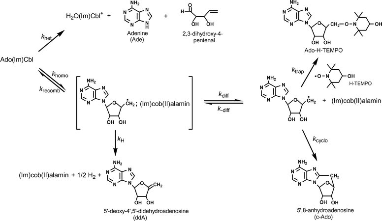 The enzymatic activation of coenzyme B 12 - Dalton Transactions (RSC ...