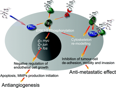 Schematic view of NAMI-A targets on cancer and endothelial cells showing the pharmacological consequences. RAS proteins are associated with transforming genes identified as human homologs of the murine sarcoma virus oncogenes v-Ha-ras or v-Ki-ras. PKC is protein kinase C involved in the regulation of proliferation and differentiation. c-myc, c-jun, c-fos are immediate early oncogenes involved in cycling. MMP are matrix metallo proteinases.