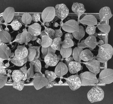 A kit of tobacco Bel-W3 germlings after seven days of exposure to ambient air.