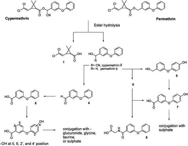 Metabolism of cypermethrin and permethrin13