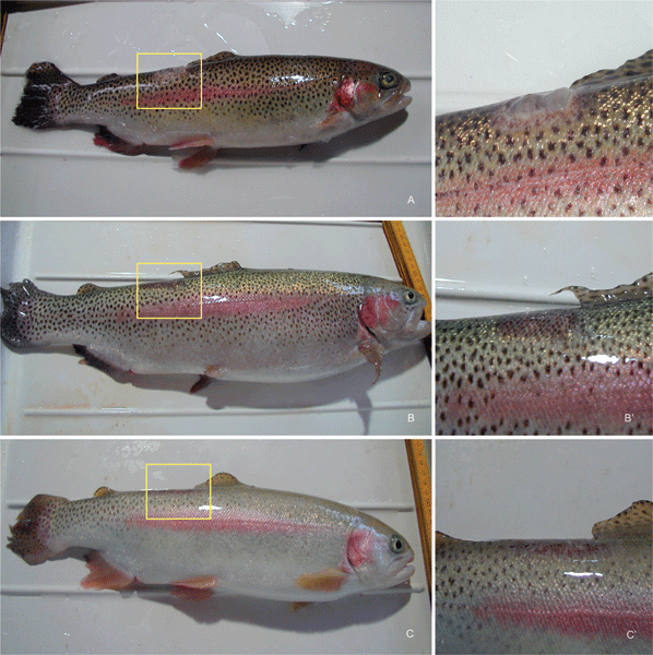 (a) Example of a trout which was infected by inoculation of Saprolegnia into an artificially induced lesion in the dorsal region. The infection appears as a cotton-type mycelial mass as shown in the magnified picture, 6a′. (b) Example of a Saprolegnia-infected trout that has been treated by 0.6 mg l−1 C1 + light according to the preventive protocol. (c) Example of a Saprolegnia-infected trout that has been treated with 0.3 mg l−1 C14 according to the preventive protocol. The magnified images 6b′ and 6c′ show no detectable appearance of fungal infection.