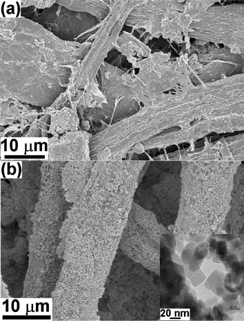 SEM images of (a) blank paper and (b) ZnO nanoparticles coated paper obtained after 10 min of sonication. Inset is the TEM image of the ZnO nanoparticles used in this work.