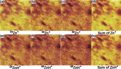 Ion images of (a) 64Zn+, (b) 66Zn+, (c) 68Zn+, (d) sum of all (64Zn+ + 66Zn+ + 68Zn+), (e) 64ZnH+ (f) 66ZnH+ (g) 68ZnH+ and (h) sum of all (64ZnH+ + 66ZnH+ + 68ZnH+) from ZnO nanoparticles coated paper obtained after 20 min of sonication.