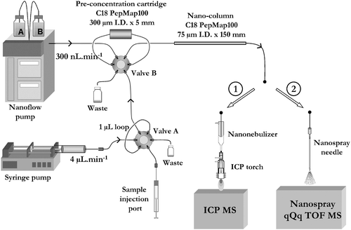 Instrumental setup of the two dimensional nanoHPLC with ICP MS (1) and ES-MS/MS detection.