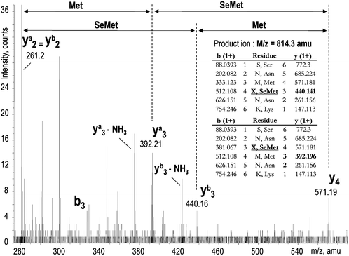 An MS/MS spectrum demonstrating the presence of two isomers with a different position of selenomethionine in the sequence (peak 5 in Fig. 2).