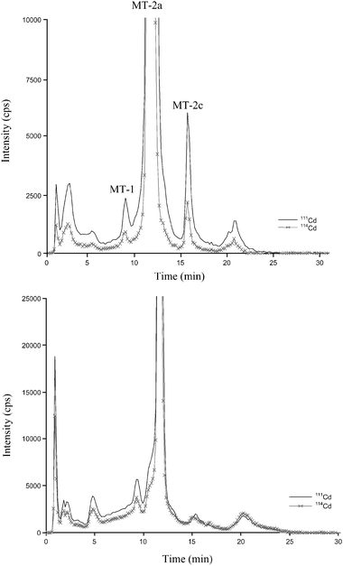 Chromatographic metal profiles of eel liver (a) and kidney (b) MTs by anion-exchange fast protein liquid chromatography coupled with on line ICP-(Q)MS detection. Hepatic MTs are numbered in line with standard rabbit liver metallothioneins.31 Total content of Cd injected in the chromatographic system was: (a) 47.7 ng of Cd; (b) 44.9 ng of Cd.