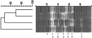 Bacterial diversity of enrichment consortia as determined by PCR-DGGE. (The left side is the similarity matrix comparing the treatments and the black lines correspond to the individual bands. Common bands are labeled at the bottom of the figure. Asterisk indicated sequence obtained from zucchini band. The top sample is zucchini/radish, next is zucchini, then unplanted, and last radish.)