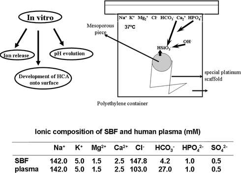 Schematic description of the in vitro bioactivity test. Ion concentration in SBF and in human blood plasma are also included.