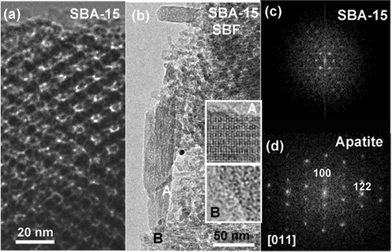 TEM micrographs corresponding to SBA-15: (a) HREM image of the mesoporous material before treatment in SBF; (b) low magnification image after 60 d in SBF, the crystalline (inset A) and amorphous (inset B) nature of the particles and matrix, respectively, are clearly observed; (c) SAED pattern corresponding to the raw SBA-15 mesoporous material; (d) FT corresponding to inset A, characteristic of an apatite cell.