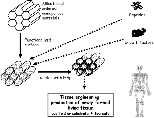 Schematic illustration of tissue engineering technique promoted by bioactive ordered mesoporous materials which can be functionalized with organic groups and release different growth factors for tissue regeneration.