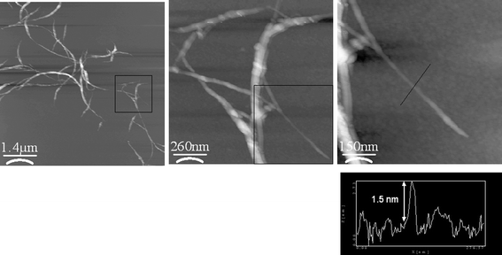 AFM images of SWNT/H2P nanohybrid on silicon wafer. The images (from left to right) show the small bundles of nanotubes which are ended by individual tubes.