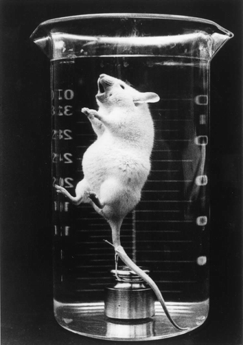 Mouse ‘breathing’ when totally immersed in an oxygen saturated perfluorocarbon (FC-80, butyltetrahydrofuran) liquid (photograph courtesy Professor Leland Clark). This pioneering experiment stimulated great interest in the development of fluorocarbons as respiratory gas carriers in biological systems.