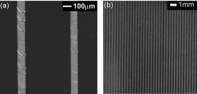 Photopatterned multi-phase structures: (a) 100 µm cholesteric lines separated by 400 µm of isotropic material, (b) 200 µm cholesteric lines separated by 200 µm of isotropic material. Both samples are viewed between crossed polarizers.