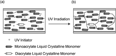 A mixture containing initiator, diacrylate and monoacrylate liquid crystalline monomers (a) can be polymerized by UV irradiation to form a crosslinked network (b).