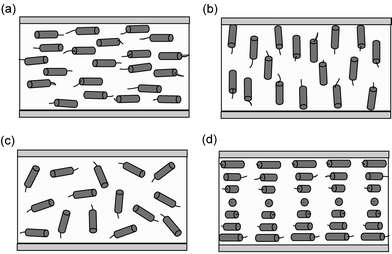 (a) Uniaxial planar alignment, in which the director points in one direction in the plane of the substrate; (b) homeotropic alignment, in which the molecules are aligned perpendicular to the substrate; (c) isotropic phase, in which the liquid crystalline molecules are randomly aligned; and (d) cholesteric phase in which the director lies in the plane of the substrate, but the direction of alignment within adjacent planes rotates around an axis perpendicular to the substrate.