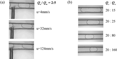 Micrographs illustrating the influences of two-phase flow rates on oil plugs: (a) total flow velocity and (b) water flow rate.