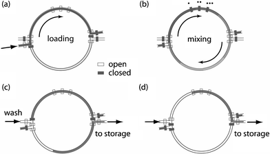 Schematic of sample loading, mixing and purging within the fluidic processor. Open and closed symbols refer to open and actuated control valves, respectively. (a) The immiscible purge is used to load an aqueous sample, using a valve as a stop. Two segments of fluid, each equal to half of the ring volume, are metered and isolated using the valves on the top and bottom of the mixer. (b) Binary mixing of the sample is completed by peristaltic pumps on the ring periphery operating in a six-step sequence.25 (c) Emulsions in the bottom and (d) the top of the mixing ring are transported to storage cells using the immiscible purge.