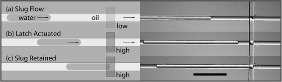 Schematic diagrams and micrographs of the microfluidic latch used to align samples. (a) The slug is transported by a stream of pressurized oil. (b) After latch actuation, oil continues to flow through the constricted channel but the sample is stopped. (c) Surface tension prevents the sample from deforming. The slug resumes movement once the latch pressure is released. Time between successive images is approximately one second. The scale bar indicates 500 µm.