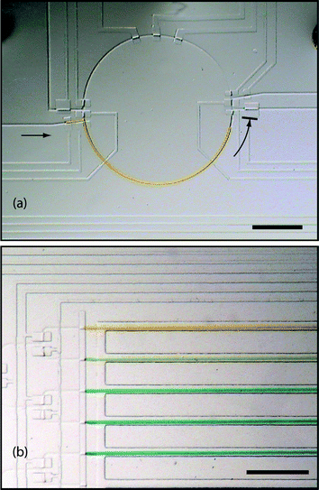 Procedures are automated using open loop control to demonstrate device operation. (a) Transfer of a unit sample from storage into the mixer. (b) A gradient concentration of two inputs is automatically generated. Ratio of yellow to blue from top to bottom: 1 ∶ 0, 0.75 ∶ 0.25, 0.5 ∶ 0.5, 0.25 ∶ 0.75, 0 ∶ 1. Scale bars indicate 1 mm.