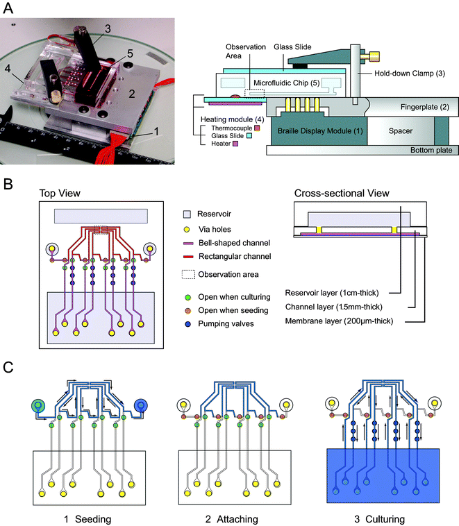 A handheld Braille display-based microfluidic cell culture system. (A) (left) A photograph of the whole system placed on a diascopic stand. 1. Six 8-pin Braille cells; 2. Aluminum fingerplate; 3. Two hold-down clamps to fix the PDMS chip; 4. Transparent heating unit; 5. PDMS microfluidic chip. (right) The configuration of a PDMS microfluidic chip installed on the Braille setup. The chip is fixed on a flat surface consisting of the fingerplate and the heater unit. The hold-down clamps are used to fix the chip by holding it down to the fingerplate. The Braille modules are fixed on the bottom plate so that the pins are aligned with the holes of the fingerplate. (B) Schematic representation of the microfluidic chip. The chip has four individual channel-reservoir loops for cultivation and one cell seeding line connecting all the loops. Cells flow and are cultured in the channels that have conventional rectangular sidewalls, whereas the channels to be deformed by the Braille pins have bell-shaped sidewalls. The region that includes the observation area is placed on the transparent heater unit. The microfluidic chip consists of three layers: reservoir layer, channel layer, and membrane layer.7,8 The channel layer has grooves at the bottom that compose the ceiling of the microfluidic channel, and punched via holes that connect the channels and the reservoirs. (C) Working scheme of the microfluidic chip for cell culture. (1) Cell seeding by injection of cell suspensions to one of the seeding ports. The cell suspension flows in cultivation areas in the channels and reaches another seeding port. (2) The Braille pins stop flow in the cultivation area to promote cell adhesion for 20 minutes–1 hour. (3) Cell culture. The valve configuration is then changed to enable perfusion of the four channels in the observation area. The channels extend beyond the opaque fingerplate to enable optical observation of cell cultivation areas by transmitted light microscopy.