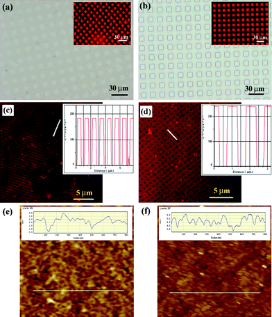 (a), (b) Optical images of the PEG patterns and fluorescent images of the biotinylated lipid layers (inset) using microcontact printing (a) and capillary moulding (b). The 10 µm box pattern was used for both methods. (c), (d) Fluorescent micrographs of the sub-micropatterned biotinylated SBMs along with intensity profiles using capillary moulding: (c) 500 nm lanes and (d) 500 nm grids. For grid pattern, lipid vesicles were adhered onto the matrix part since a negative PDMS mould was used. The inset shows the fluorescent intensity along the white line. (e), (f) AFM measurements of the roughness of glass substrate (e) before and (f) after liposome treatment. The scan area is 1 × 1 µm2.