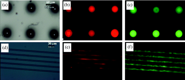 (a), (d) Optical micrographs of the PEG patterned surfaces using 30 µm circles and 10 µm lanes, respectively. (b), (e) Fluorescent images of the patterned biotinylated SBMs after selective deposition onto the exposed regions. (c), (f) Fluorescent images of the same regions in (b), (e) after conjugation with Alexa Fluor® 488 streptavidin.