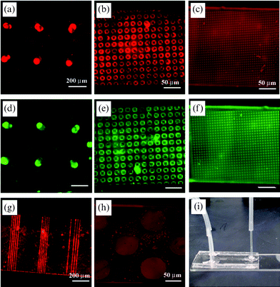 (a)–(c) Fluorescent images of the patterned biotinylated SLBs using capillary moulding: (a) 70 µm wells, (b) 1 µm square strips, and (c) 5 µm boxes. (d)–(f) Fluorescent images of the same regions in (a)–(c) after conjugation with streptavidin. (g), (h) Fluorescent images of the patterned biotinylated SLBs using microcontact printing: (g) 10 µm lanes and (h) 70 µm wells. (i) A simple Y-shaped channel used in the experiment.