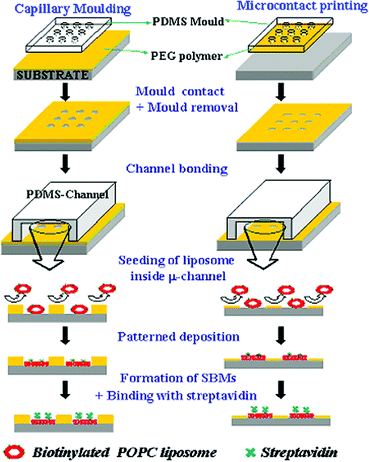 A schematic diagram for patterning supported bilayer membranes (SBMs) onto glass substrate and inside microfluidic channels either by using capillary moulding or microcontact printing with PEG-based polymers.