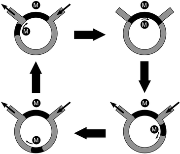 The principle of a circular ferrofluid pump, redrawn with permission from ref. 59. Two magnets (M) were employed to manipulate ferrofluid plugs in a circular microchannel.