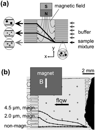 (a) The principle of free-flow magnetophoresis. (b) Separation of different types of magnetic particles from each other as well as from non-magnetic particles88 (redrawn with permission).