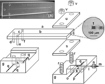 Microchip capillary electrophoretic system with electrochemical detection. Also shown are (A) a photograph of a typical PMMA microchip and (B) a microscopic image of the cross section of the channel in the complete PMMA microchips. (a) PMMA microchip, (b) separation channel, (c) injection channel, (d) pipette tip for buffer reservoir, (e) pipette tip for reservoir not used, (f) pipette tip for sample reservoir, (g) Plexiglas holders, (h) buffer reservoir not used, (i) sample reservoir, (j) buffer reservoir, (k) detection reservoir, (l) stainless-steel guiding tube, (m) capillary-based disc detection electrode, (n) silicon rubber holder, (o) auxiliary electrode, (p) reference electrode, (q) high voltage power electrodes, (r) screw bolts, (s) silicon rubber sheet, (t) channel outlet, (u) Plexiglas plate, (v) screw nuts.