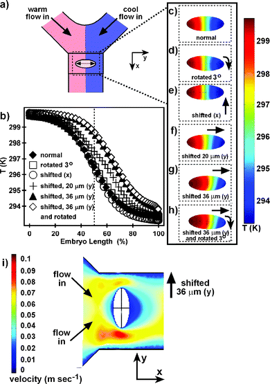 Effect of embryo position on temperature within the embryo. (a) The layout of the computational domain is shown from above for the normal embryo position. (b) The temperature profiles along the hemisphere of the embryo are plotted as a function of embryo length. (c)–(h) The temperature on the fluid/embryo interface is shown projected onto the x–y plane for each of the simulated embryo positions. (i) Flow velocity profile around an embryo shifted 36 µm in the y direction.