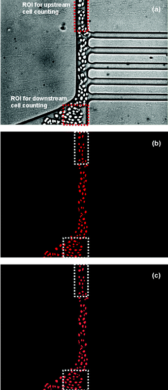 A sequence of image processing used in determination of the total plasma separation volume%; (a) a representative original image used in image processing, (b) after finishing image processing, (c) an overlay image of (a) and (b).